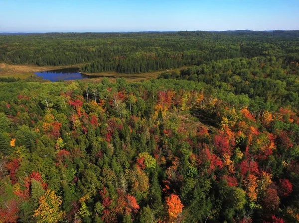 Antenn av färgglada hösten skogen — Stockfoto