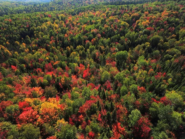空中的多彩秋天的树林 — 图库照片