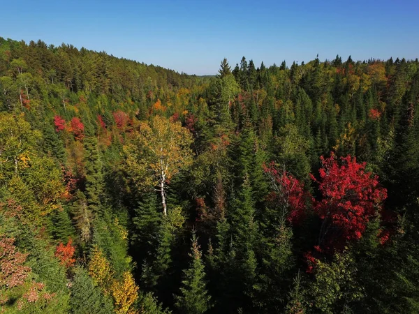 Widok z lotu ptaka wzgórza lasu spadek kolory — Zdjęcie stockowe