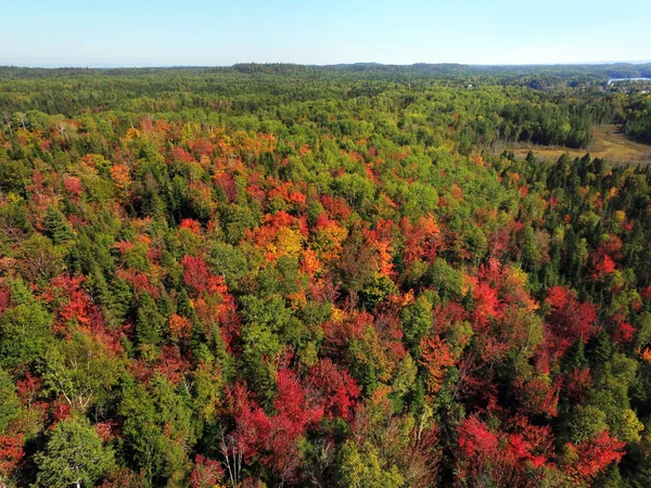 Aerial stunning colorful fall forest — Stock Photo, Image