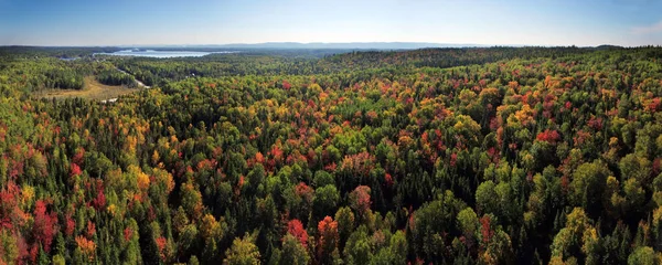 Aerial panorama av färgglada skog — Stockfoto