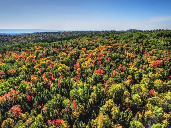 Flygfoto över falla färgade forest hills — Stockfoto