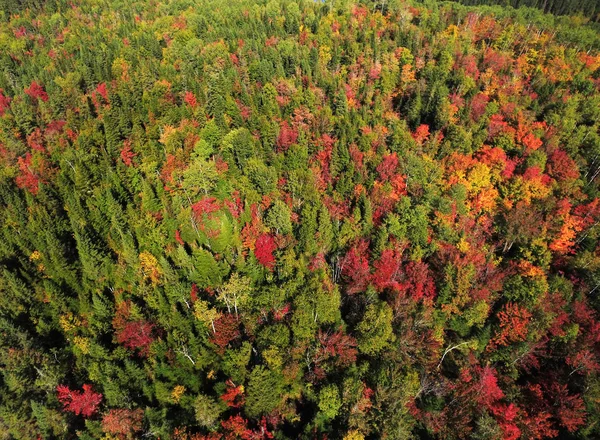 Hermosa antena colorido bosque de otoño —  Fotos de Stock