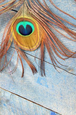 Mavi tavus kuşu tüyü