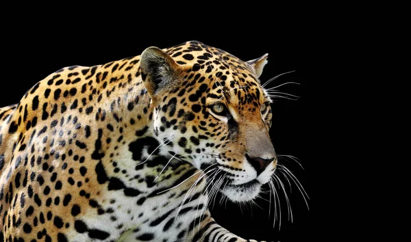 Mooi jaguar portret — Stockfoto