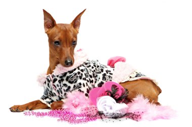 Kahverengi minyatür Pinscher