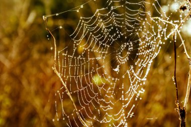 Çiy damlalı örümcek ağları