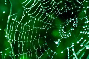 örümcek ağları çiğ damlaları ile çim