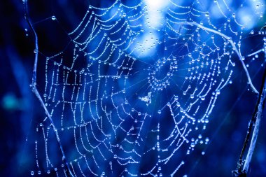 Çiy damlalı örümcek ağları