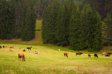 Diary cows in pasture. clipart