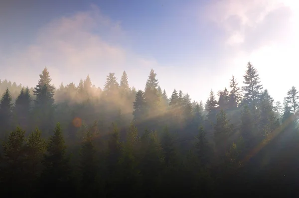 Hutan pinus di Eropa Timur Stok Gambar Bebas Royalti