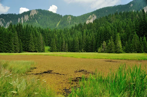 Lago en un bosque de pinos . Fotos de stock libres de derechos