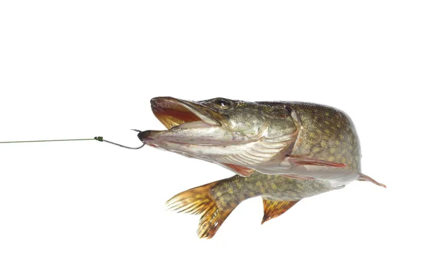 Pike on white background — Stock Photo, Image