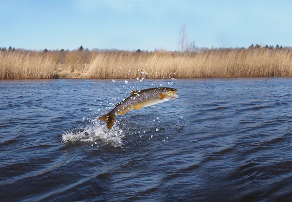 Salto para fora do salmão de água — Fotografia de Stock