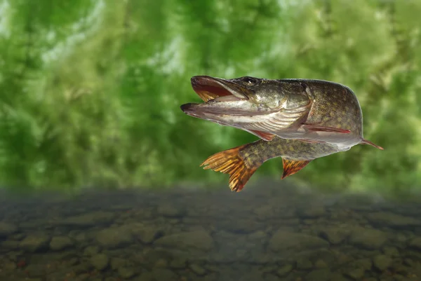 長い魚パイク — ストック写真