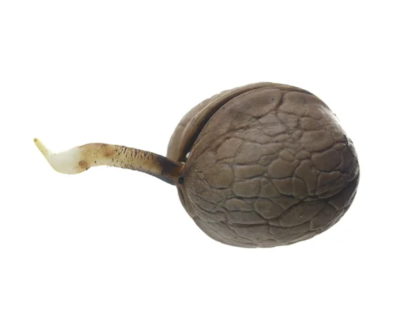 Germinated brown walnut — Stock Photo, Image