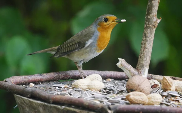 Little  robin bird — Stock Photo, Image