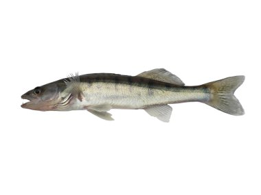 uzun balık zander