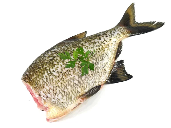 Big fresh fish bream — Stock Photo, Image