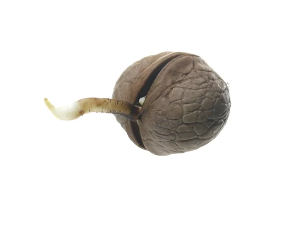 Germinated brown walnut — Stock Photo, Image