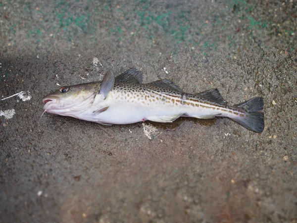 Pesce grosso merluzzo bianco — Foto Stock