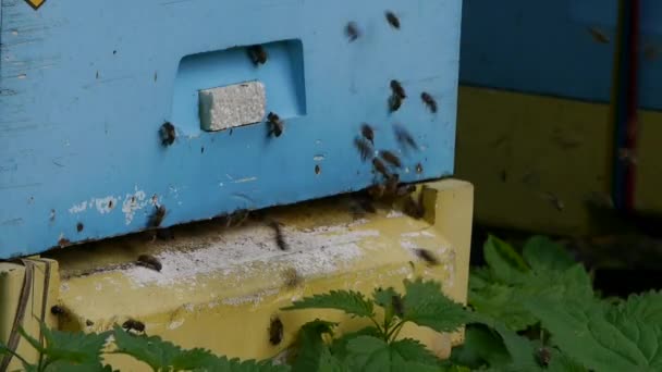 Bee in de buurt van korf — Stockvideo