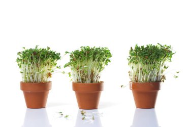 büyüyen cress izole