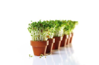 büyüyen cress izole