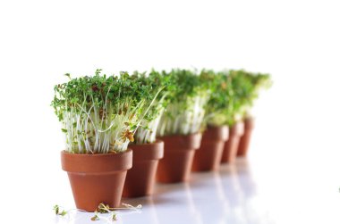 büyüyen cress izole