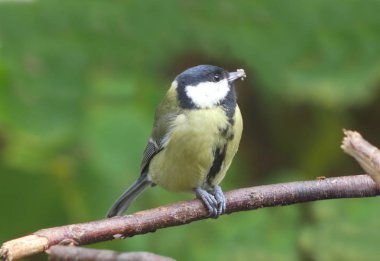 yabani kuş coalmouse 
