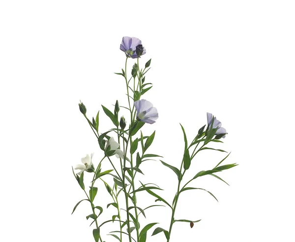 Flax on white background — Stock Photo, Image