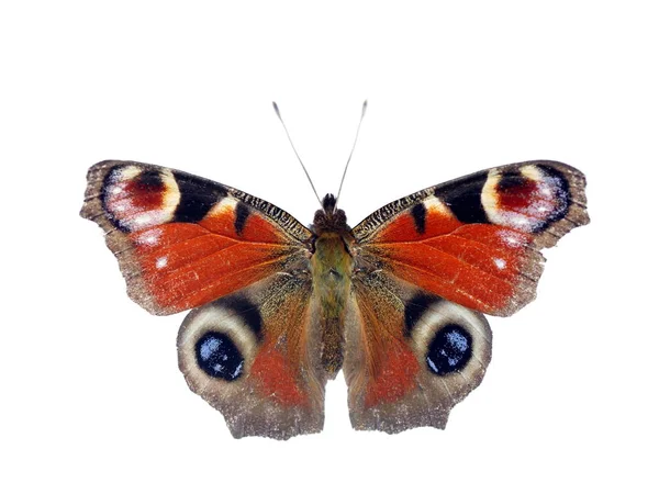 Метелик на білому тлі — стокове фото