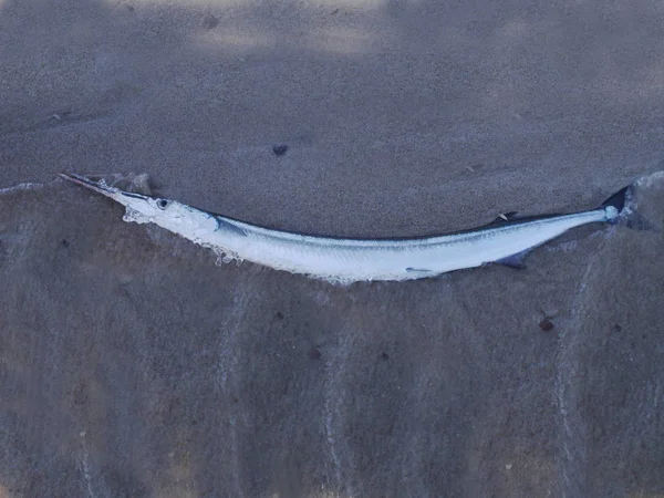 Kum üzerinde uzun zargana — Stok fotoğraf
