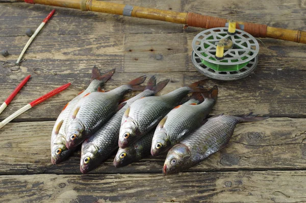 Pesci e accessori per la pesca — Foto Stock