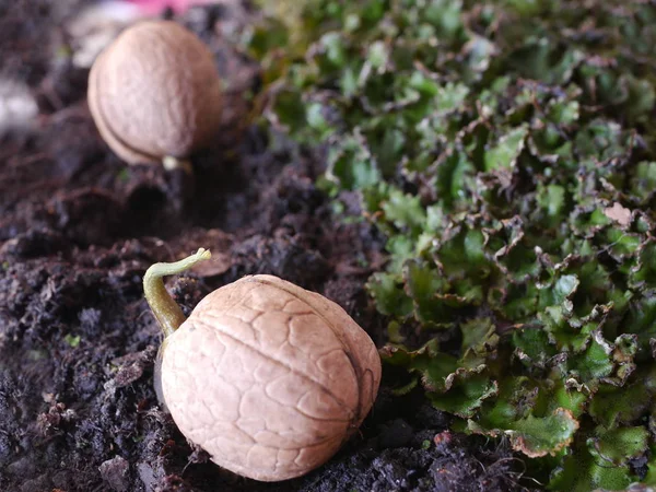 Germinated walnut with root — Stock Photo, Image