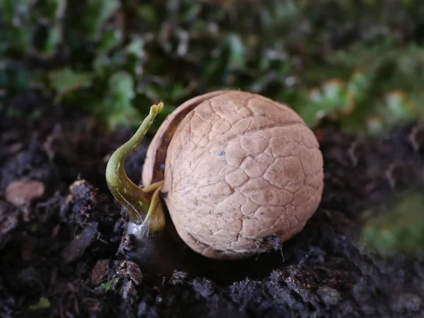 Germinated walnut with root — Stock Photo, Image