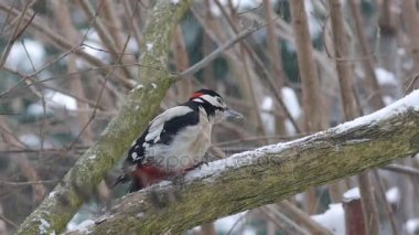 Orman arka plan üzerinde ağaçkakan