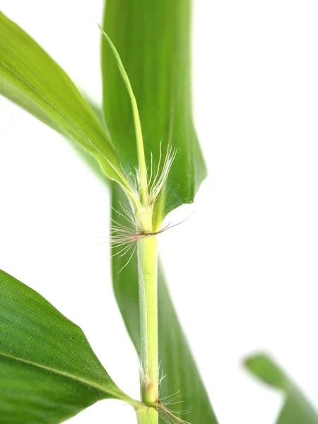 Pequena planta de bambu — Fotografia de Stock