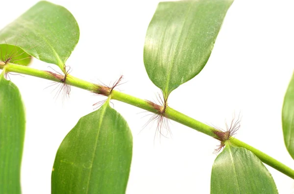 Bambù piccola pianta — Foto Stock