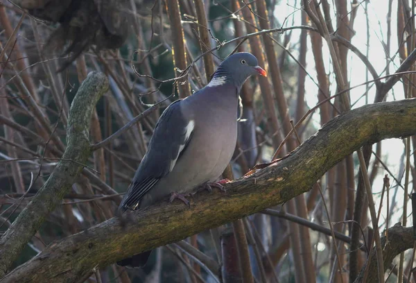 Wild pigeon on tree — Stock Photo, Image