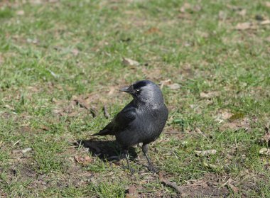 şehir meydanında jack