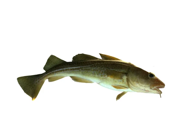 Codfish на белом фоне — стоковое фото