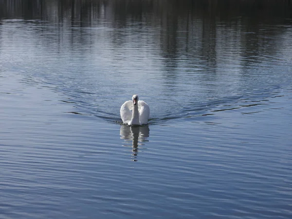 Ave nadadora cisne — Foto de Stock