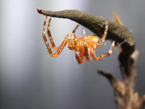 Little cross spider — Stock Photo, Image
