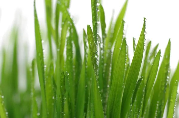 Dewy gras in klei pot — Stockfoto