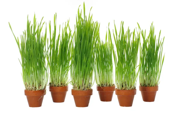 Dewy  grass in clay pot — Stock Photo, Image