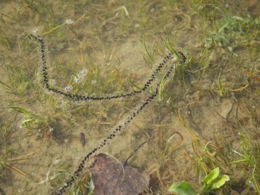 gri kurbağa yumurtaları