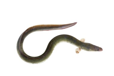 Beyaz arka plan üzerinde Ell