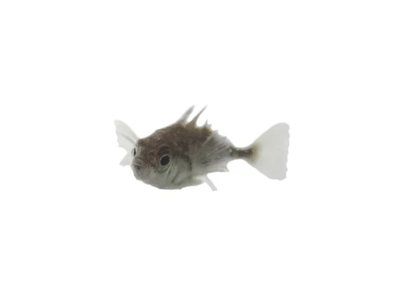 Stickleback su sfondo bianco — Foto Stock