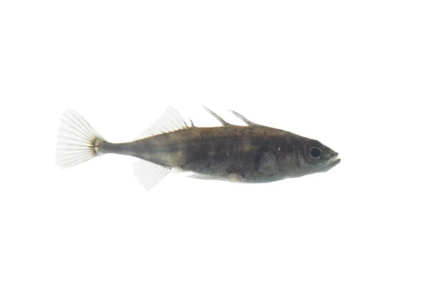 흰색 바탕에 stickleback — 스톡 사진